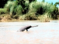 Ganges River Dolphin