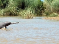 Ganges River Dolphin