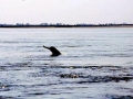 Ganges River Dolphin
