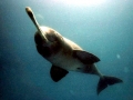 Ganges River Dolphin