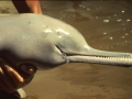 Ganges River Dolphin