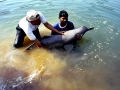 Ganges River Dolphin