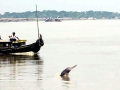 Ganges River Dolphin