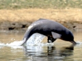 Ganges River Dolphin
