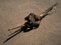 Ganges River Dolphin