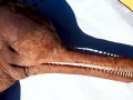 Ganges River Dolphin