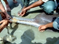 Ganges River Dolphin