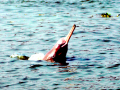Ganges River Dolphin
