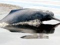 Ganges River Dolphin