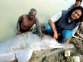Ganges River Dolphin