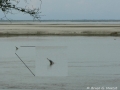 Ganges River Dolphin