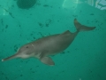 Ganges River Dolphin