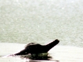 Ganges River Dolphin