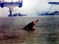 Ganges River Dolphin