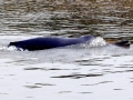 Ganges River Dolphin