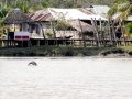 Ganges River Dolphin