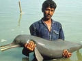 Ganges River Dolphin
