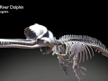 Ganges River Dolphin