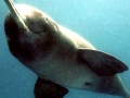 Ganges River Dolphin