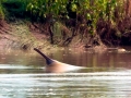 Ganges River Dolphin
