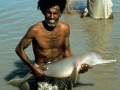 Ganges River Dolphin