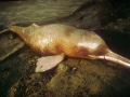 Ganges River Dolphin