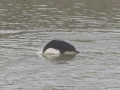 Ganges River Dolphin