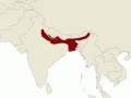 Ganges River Dolphin