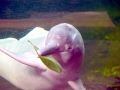 Ganges River Dolphin