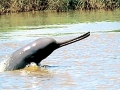 Ganges River Dolphin