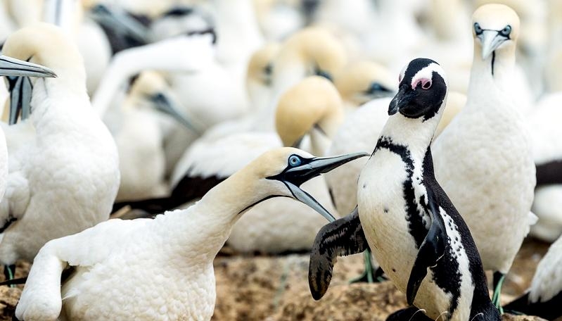 Gannet
