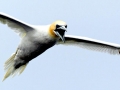 Gannet