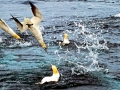 Gannet