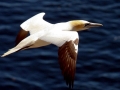 Gannet