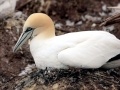 Gannet