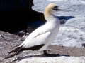 Gannet
