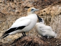Gannet