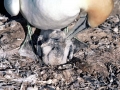 Gannet