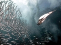 Gannet