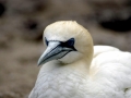 Gannet