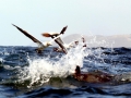 Gannet
