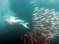 Gannet