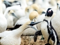 Gannet