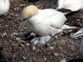 Gannet