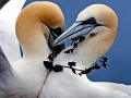 Gannet