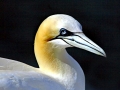 Gannet