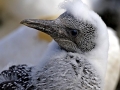 Gannet