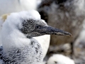 Gannet