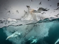 Gannet