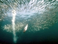 Gannet